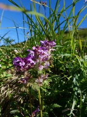 Pedicularis verticillata