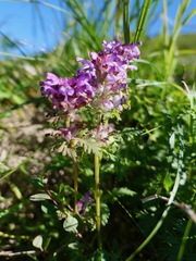 Pedicularis verticillata