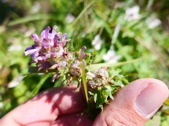 Pedicularis verticillata