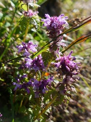 Pedicularis verticillata
