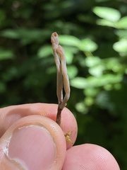 Clavulina castaneipes