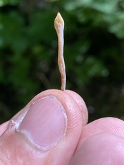 Clavulina castaneipes