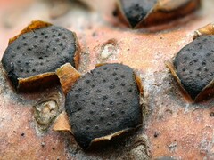 Diatrype disciformis