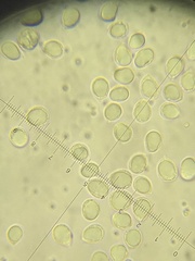 Clavulina castaneipes