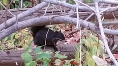 Sciurus carolinensis