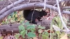 Sciurus carolinensis