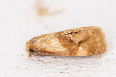 Gynnidomorpha permixtana