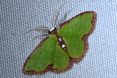 Synchlora cupedinaria