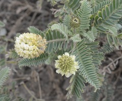 Astragalus pycnostachyus pycnostachyus
