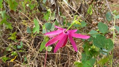 Passiflora reflexiflora