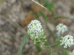 Lepidium thurberi
