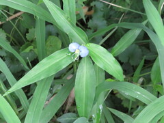 Commelina erecta