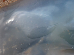 Rhizostoma octopus