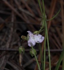 Callisia graminea