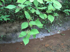 Hydrangea arborescens
