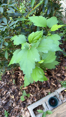 Hibiscus syriacus