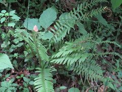 Polystichum acrostichoides