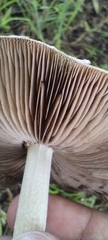 Coprinopsis