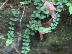 Lysimachia nummularia