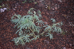 Lupinus hyacinthinus