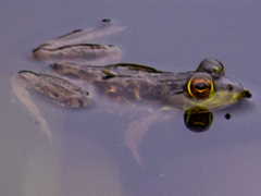Lithobates grylio
