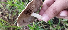 Coprinopsis