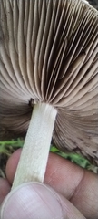 Coprinopsis