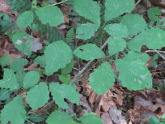Quercus muehlenbergii