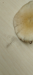 Coprinopsis
