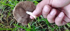 Coprinopsis