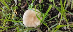 Coprinopsis