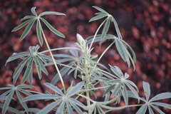 Lupinus hyacinthinus