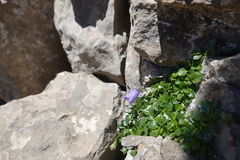 Campanula jaubertiana