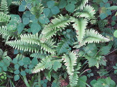 Polystichum acrostichoides