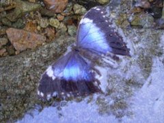 Morpho helenor violaceus