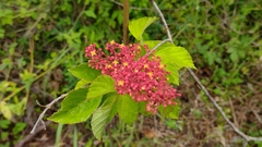 Cissus biformifolia