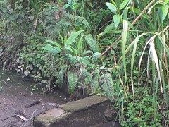 Aristeguietia glutinosa