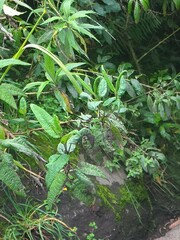 Aristeguietia glutinosa