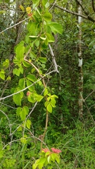 Cissus biformifolia