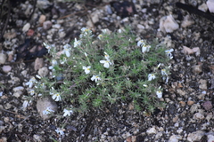 Leptosiphon melingii