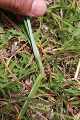 Cyperus stoloniferus