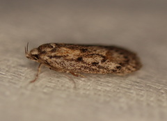 Acantholena siccella