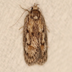 Acantholena siccella