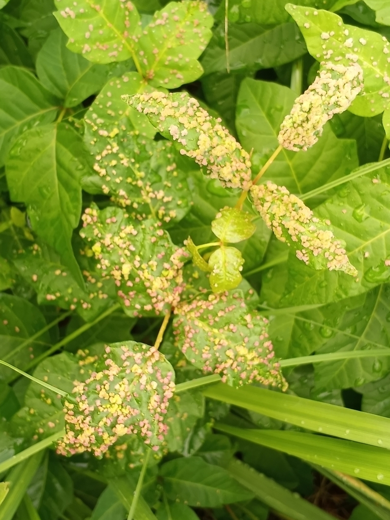 Poison Ivy Leaf Mite from Galena, MD 21635, USA on August 22, 2022 at ...