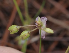 Callisia graminea