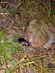 Carabus depressus