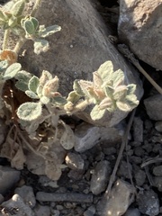 Glinus lotoides