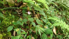 Sarcopyramis napalensis delicata