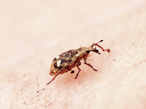 Hydronomus alismatis