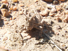 Spathalium audouinii